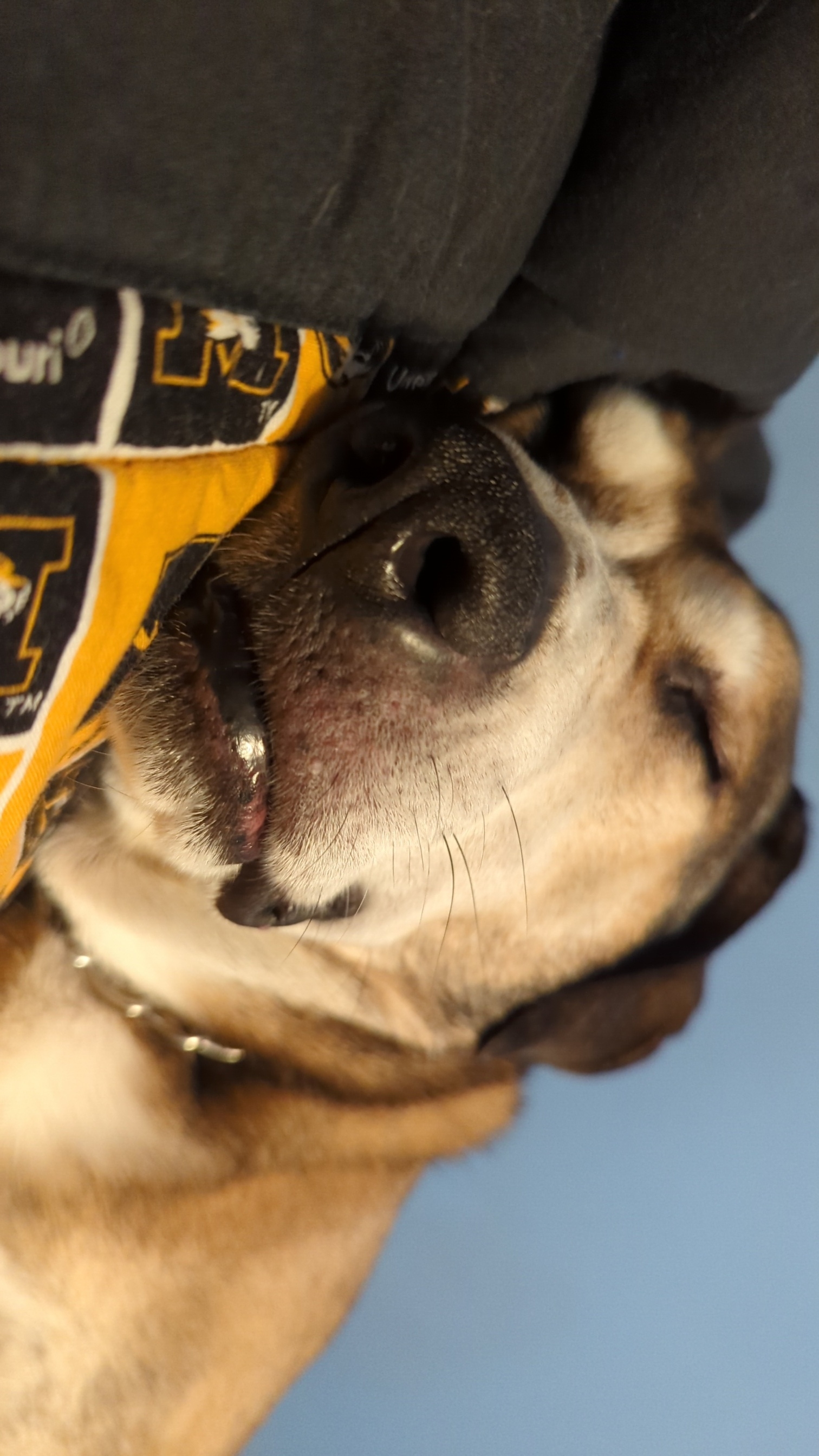Hans's dog Heidi, a German Shepherd Mix with fawn and brindle fur. She is fast asleep on Hans's bed. Hans's dog Heidi sleeping