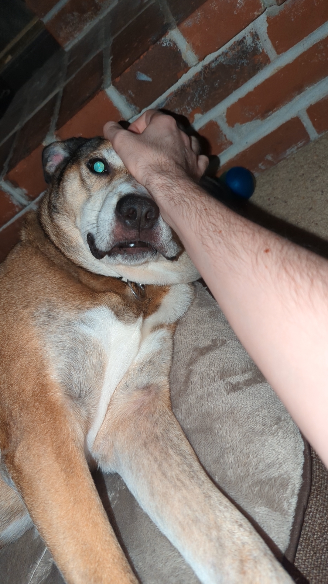 Hans's dog Heidi, a German Shepherd Mix with fawn and brindle fur. She is being pet while on her doggy bed, eyes glowing from the camera's flash. Hans's dog Heidi being patted on the head